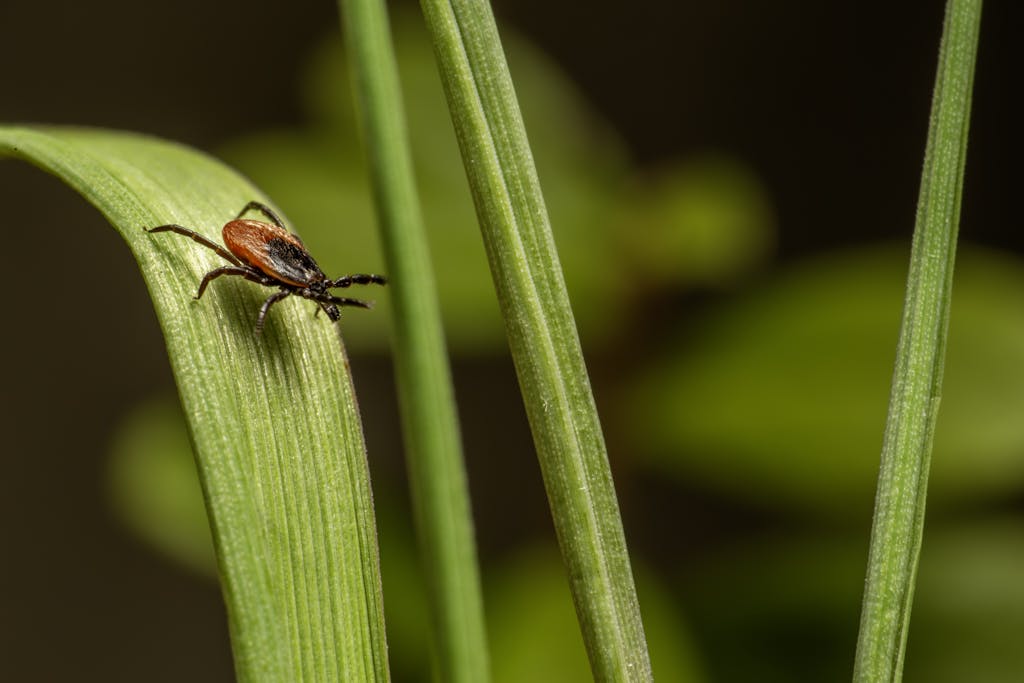 Close-up of a dangerous castor bean tick (Ixodes ricinus) on a green leaf.