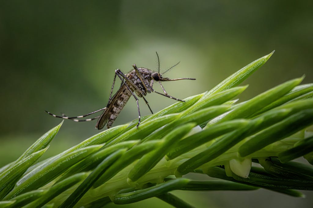 Detailed macro shot of a Southern Saltmarsh Mosquito perched on a green plant stem.