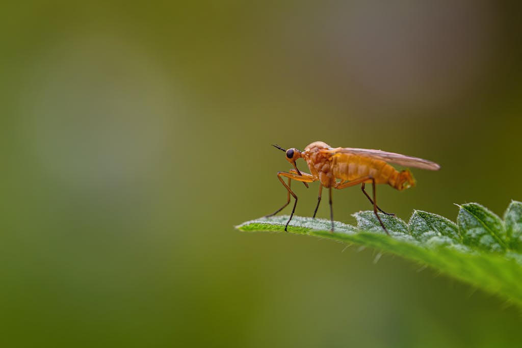 Macro shot of an orange fly perched on a green leaf with a blurred green background.