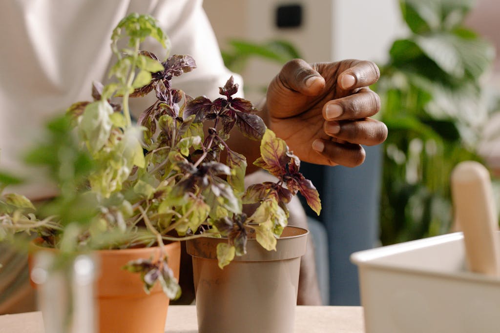A close-up image of a hand tending to a non-toxic herb garden on a table indoors.