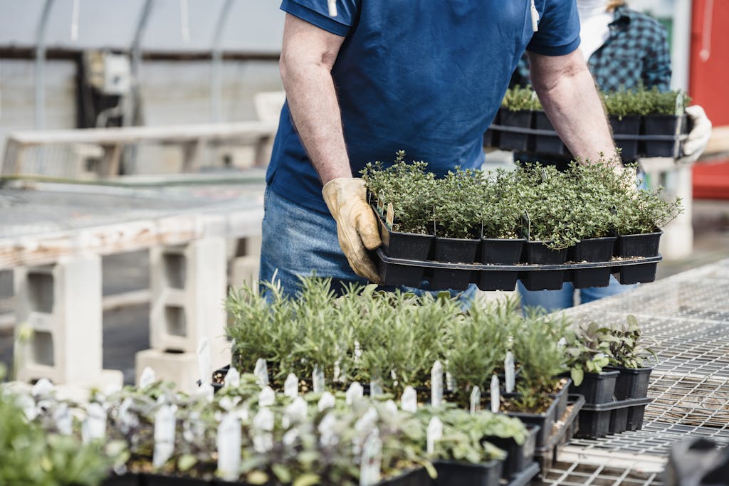A gardener holds trays of potted plants in a greenhouse, showcasing horticultural activity.