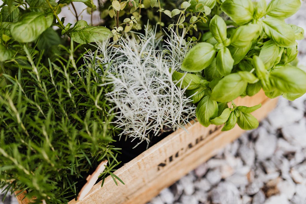 A vibrant non-toxic herb garden in a wooden crate, perfect for cooking and gardening enthusiasts.