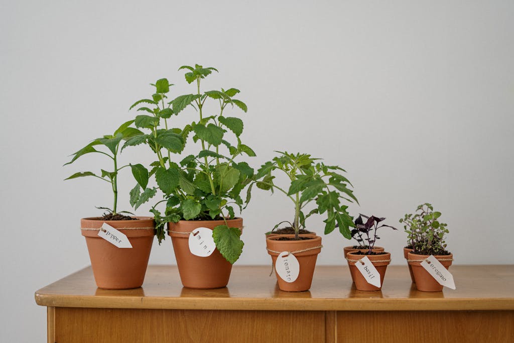 A non-toxic herb garden including oregano and basil on a wooden table indoors.