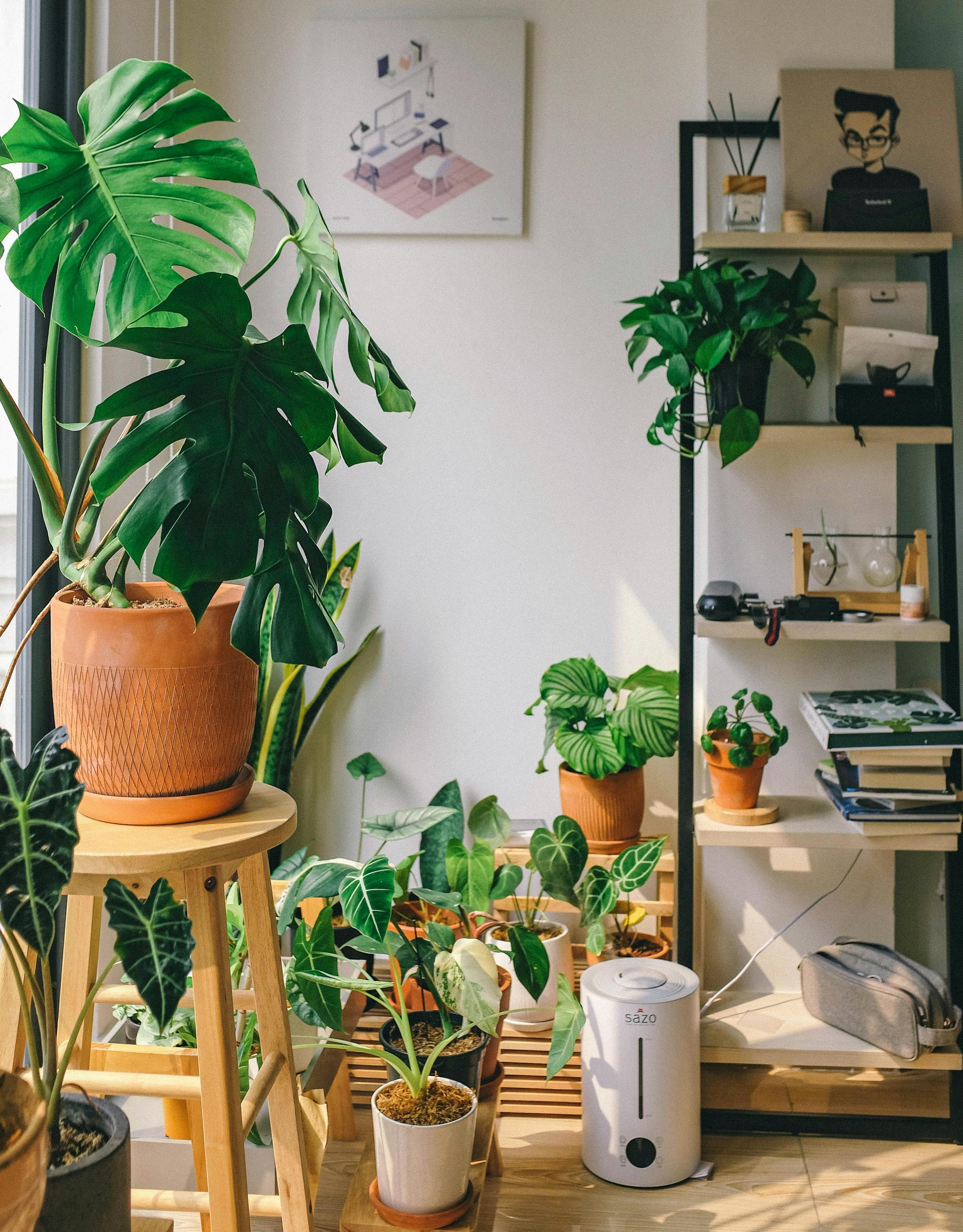 A bright room filled with various houseplants, creating a serene indoor garden vibe.